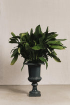 Vasi medicei GAR1083 1 Raw 