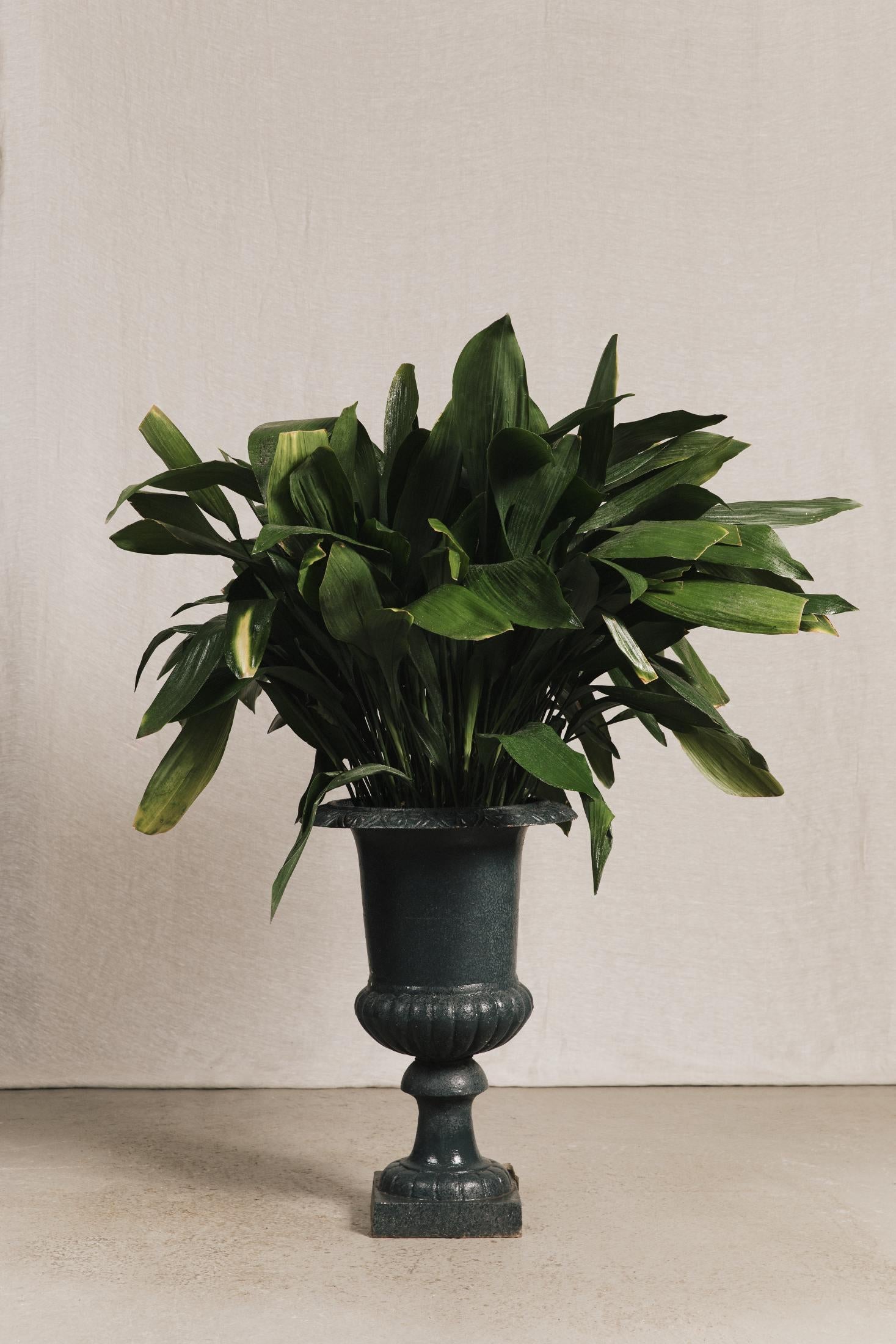 Vasi medicei GAR1083 1 Raw 