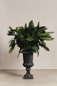 Vasi medicei GAR1083 1 Raw 