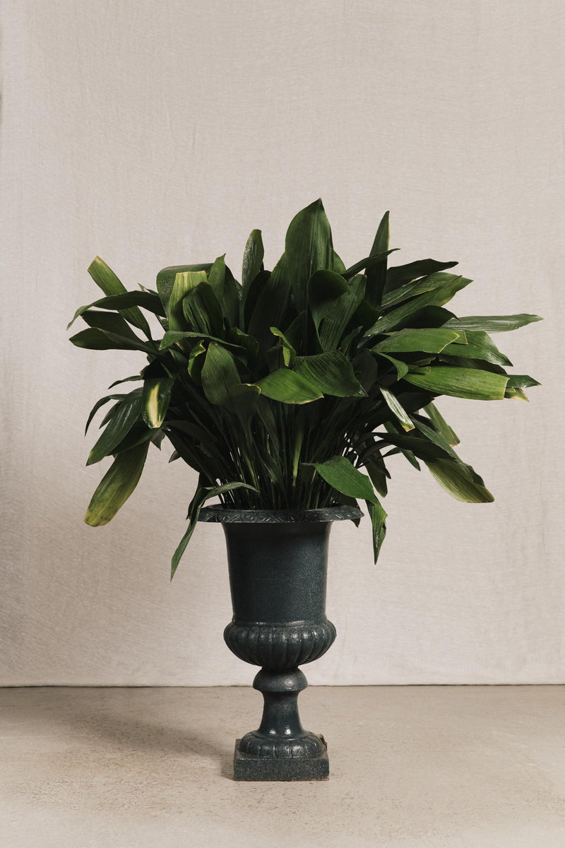 Vasi medicei GAR1083 1 Raw 