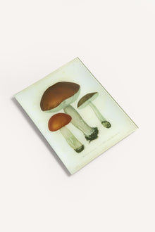MUSHROOMS TRAY JDRTMSH28 1 John Derian 