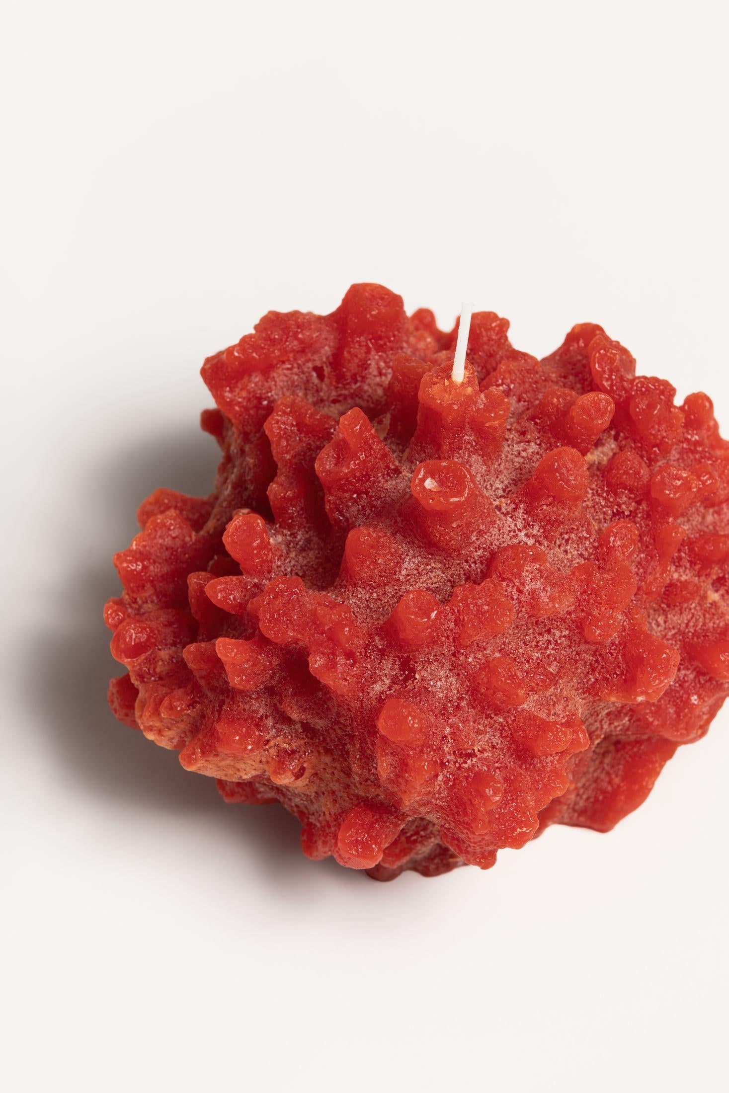 CORAL SIR LANCASTER CORALCANDLE RAW Cerabella 