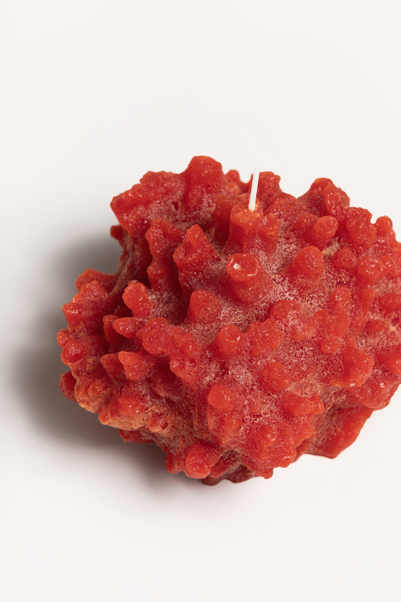 CORAL SIR LANCASTER CORALCANDLE RAW Cerabella 