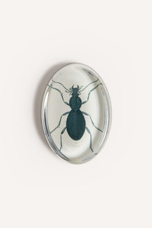 INSECT  PAPERWEIGHTS JDOVPWINS 1 John Derian 