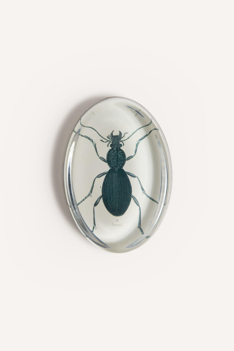 INSECT  PAPERWEIGHTS JDOVPWINS 1 John Derian 