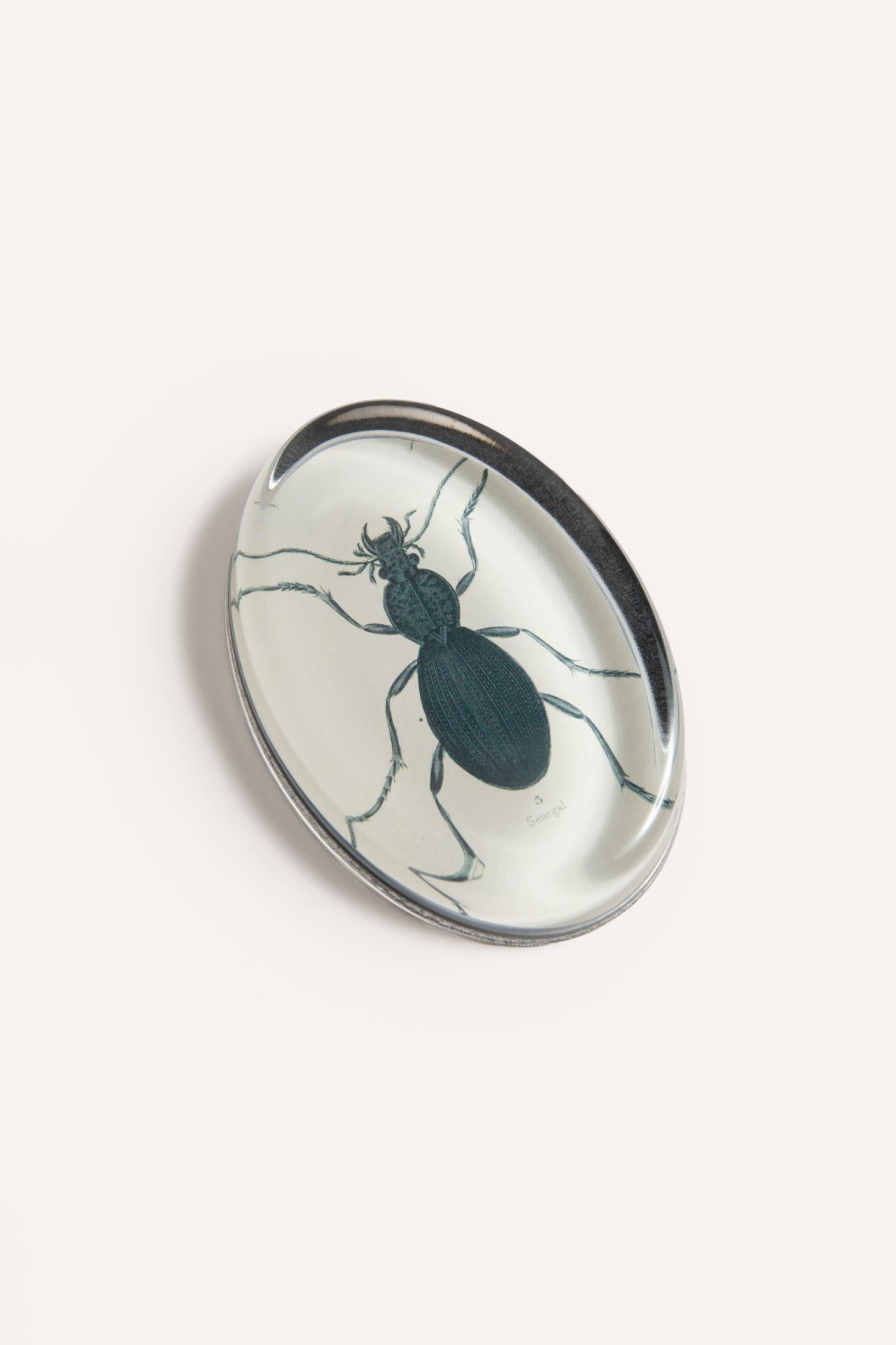 INSECT  PAPERWEIGHTS JDOVPWINS 1 John Derian 